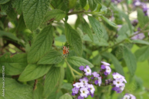 Spinne im Netz vor Blumen