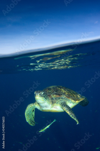 Green Sea Turtle half and half split photo 