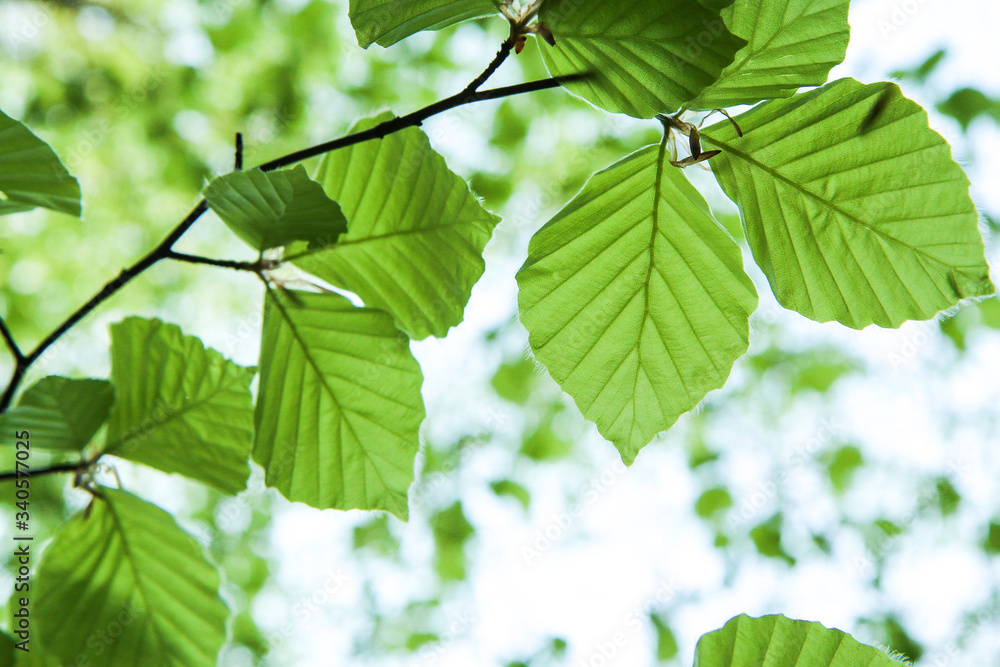 The detail of the fresh green beech tree branch with growing young leaves during the spring time. The detail of the fresh green beech tree branch with growing young leaves during the spring time.