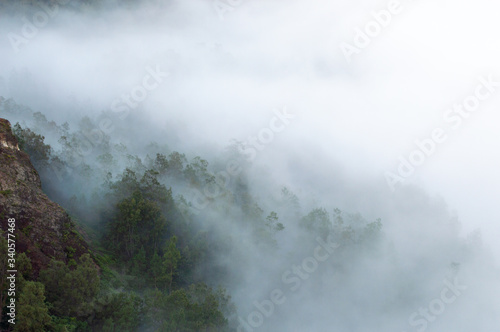 trees with cloudy mist