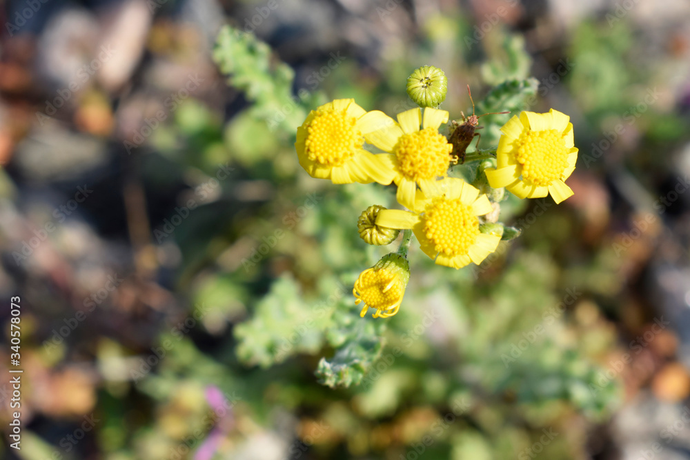 Yellow small wildflowers look like a camomile. Wild field grass. Yellow small wildflowers look like a camomile. Wild field grass.