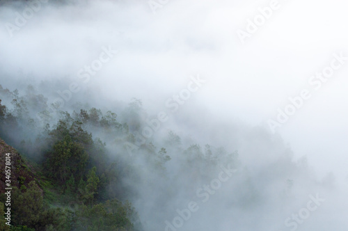 trees with cloudy mist © MF1688