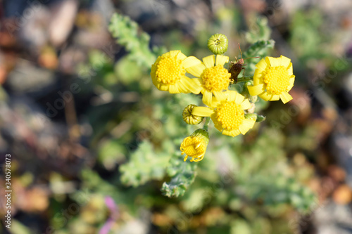 Yellow small wildflowers look like a camomile. Wild field grass.