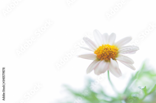 白いマーガレットの花 明るい白背景 左側にコピースペース