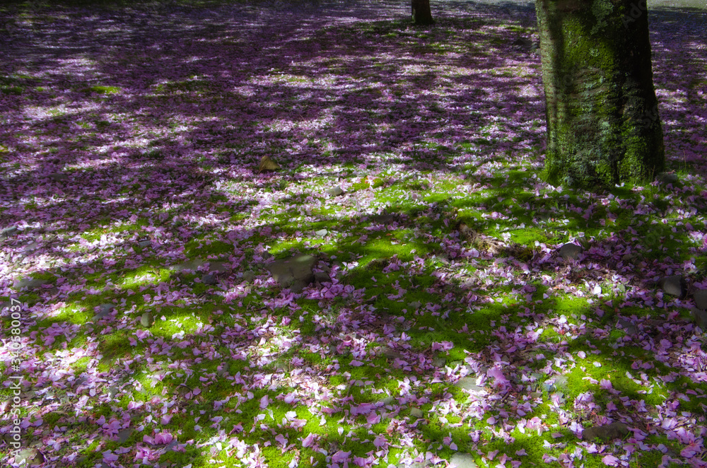 Obraz premium 桜の森