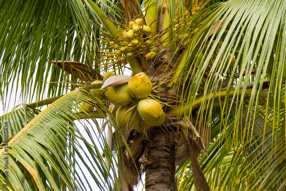 Fototapeta premium palm tree with unripe coconuts