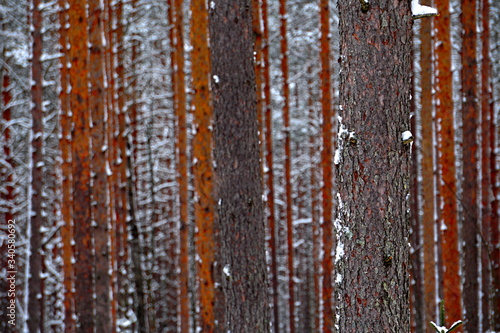 Pine forest tree trunks covered with snow in winter day. Beautiful natural textured forest background