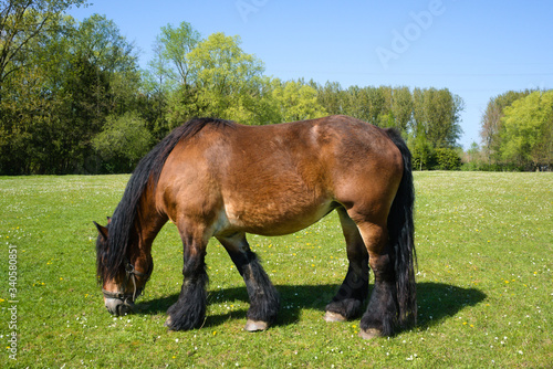 Belgian brown working horse on a field eating grass