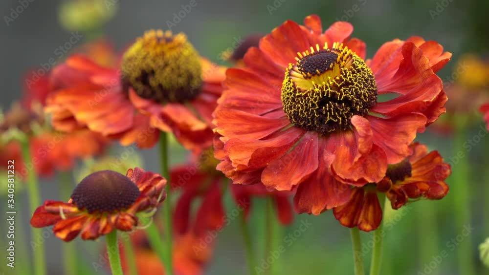 Helens Flower (Helenium), flowers of summertime Helens Flower (Helenium), flowers of summertime