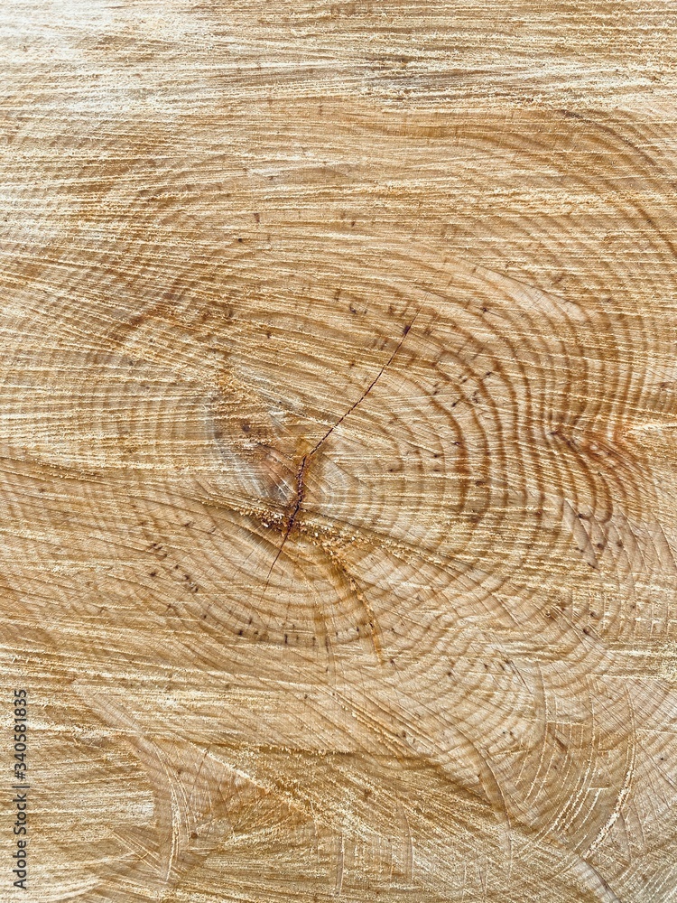 Naklejka premium Holzquerschnitt