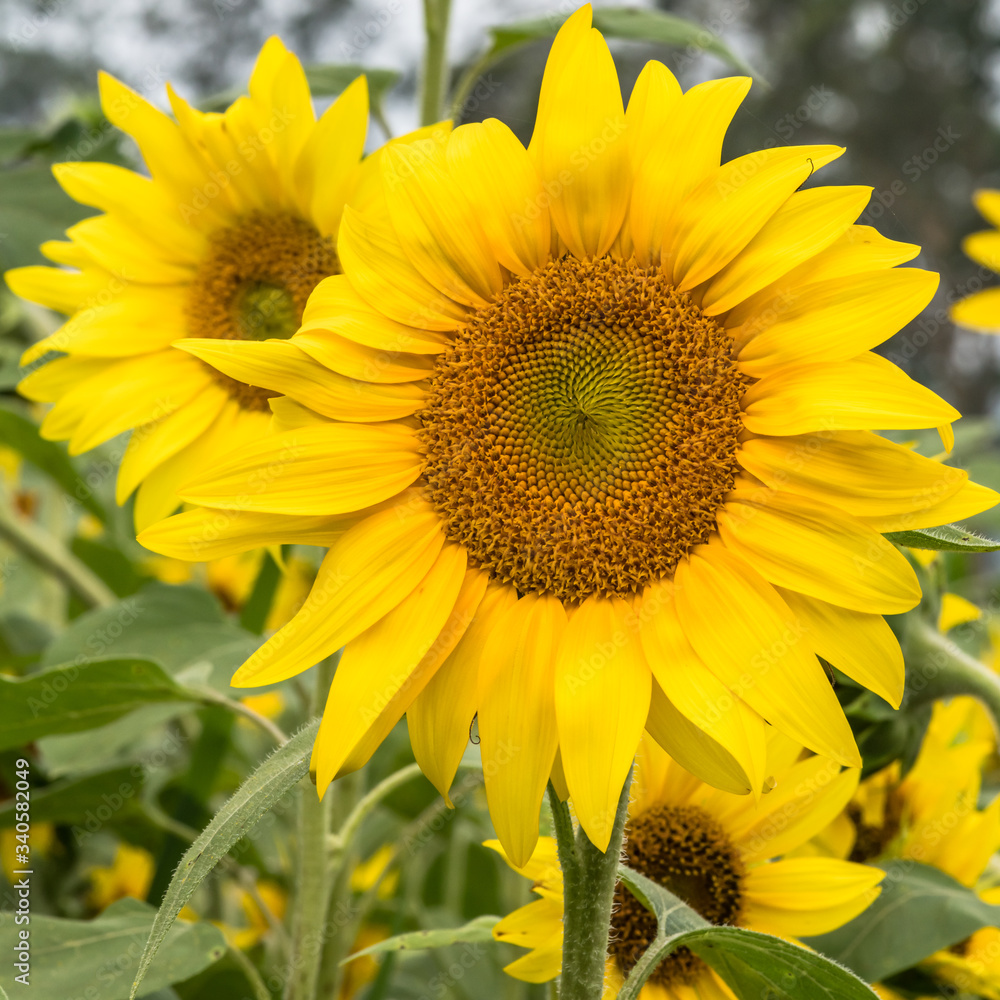 Obraz premium Sunflowers ready to harvest