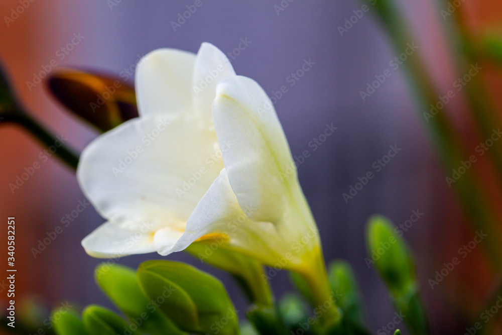 Obraz premium Freesia flowering plants in spring natural light