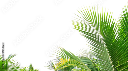 palm leaf isolate on white background © lovelyday12