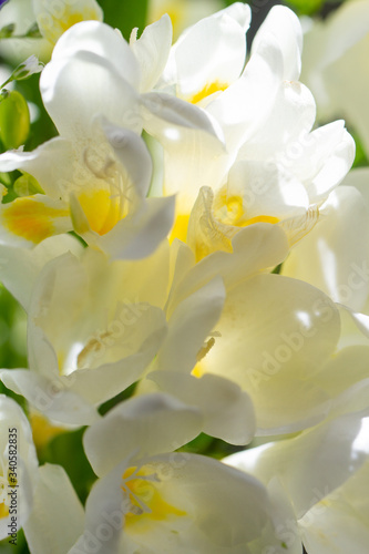 Freesia flowering plants in spring natural light