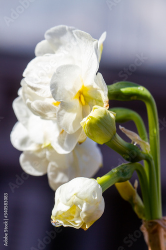 Freesia flowering plants in spring natural light