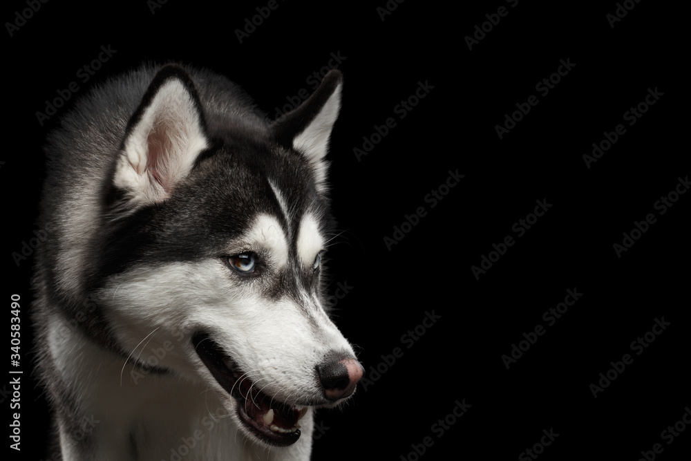 Closeup Portrait of Angry Dog Siberian Husky on Isolated Black Background