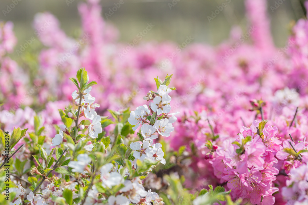 Pink hairy cherry flowers blooming outdoors,Cerasus tomentosa Pink hairy cherry flowers blooming outdoors,Cerasus tomentosa