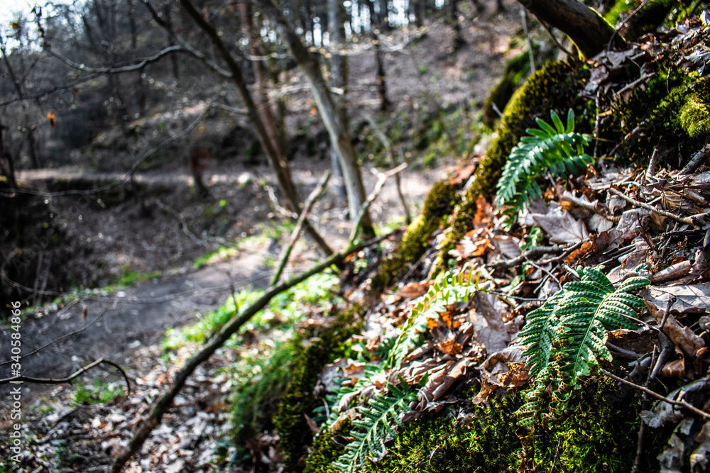 Fototapeta premium When the nature is awaking during spring time, forest plants