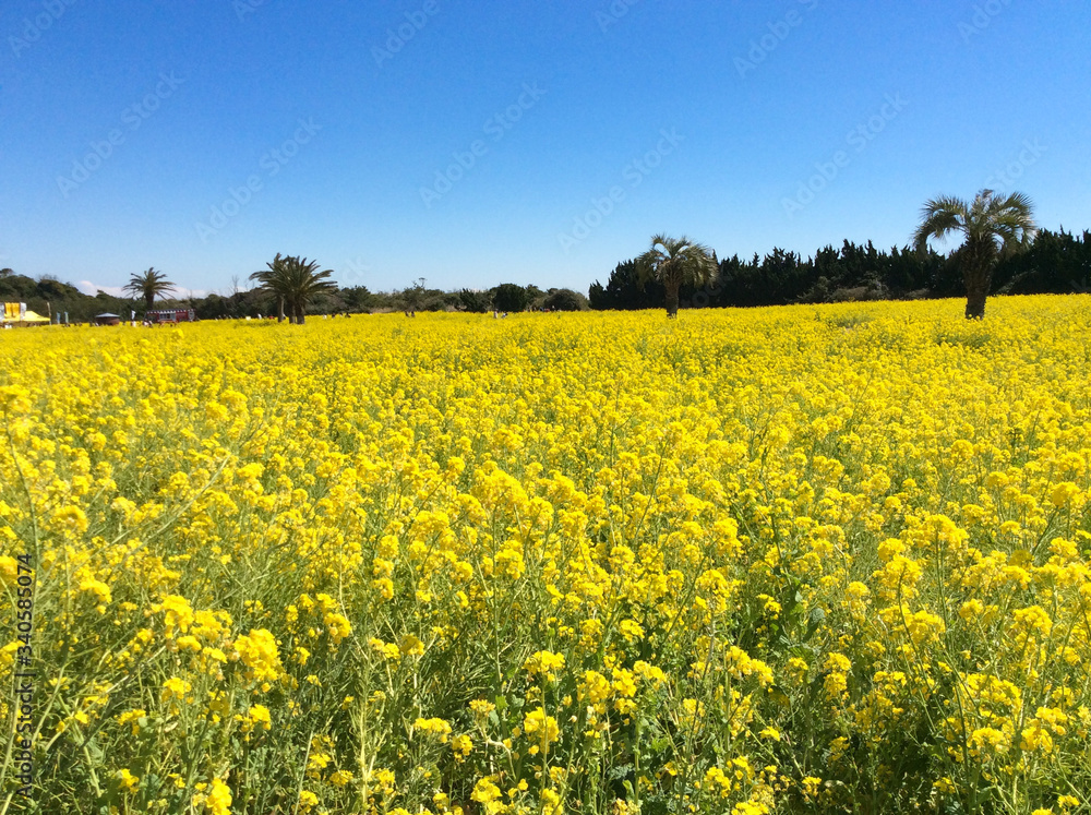Rape field in Atsumi Peninsula Rape field in Atsumi Peninsula