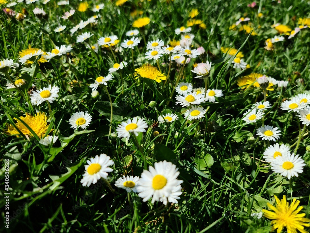 Fototapeta premium field of daisies
