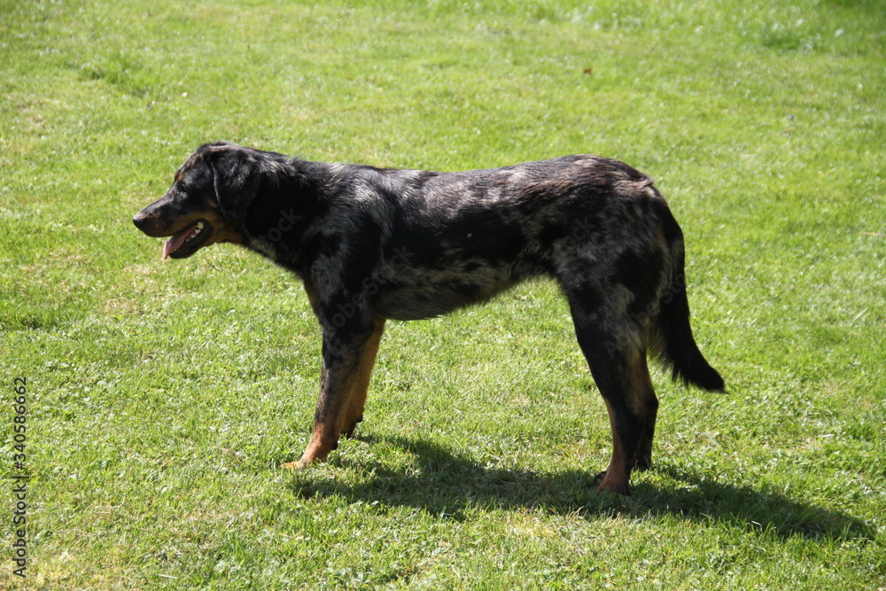 Fototapeta premium Sheepdogs domestic garden puppy playing together