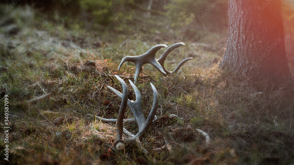 Fototapeta premium Deer Antlers (Cervus Elaphus) in the forest at sunset.Animals remain in spring.