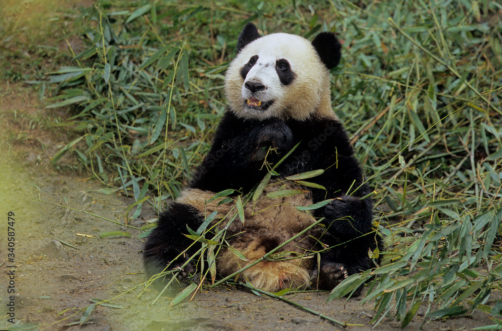 Fototapeta premium PANDA-CHENGDU