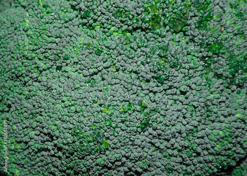 Texture of green inflorescence of raw ripe broccoli . Macro background .Organic food