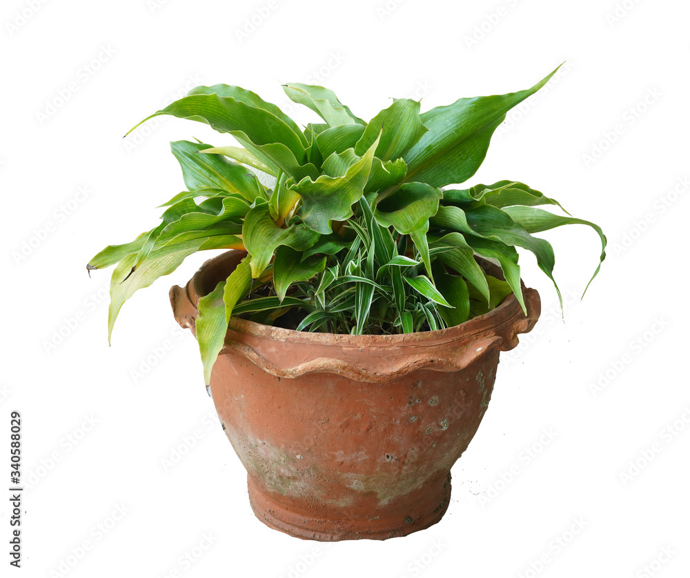 Green tree  and flowers in pots decoration isolated on white background.