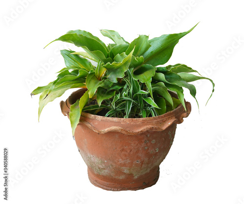 Green tree and flowers in pots decoration isolated on white background.