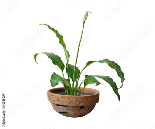 Green tree  and flowers in pots decoration isolated on white background.