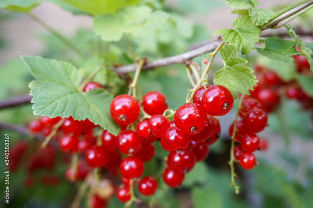 fresh currants on the bush 