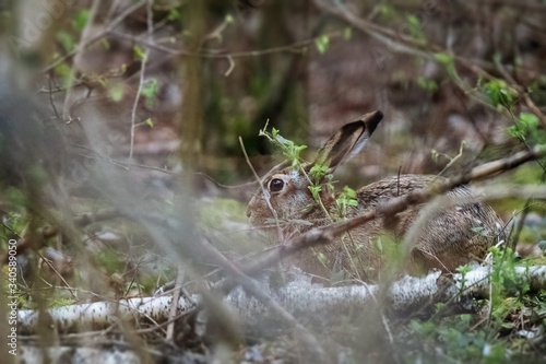 Wild rabbit. Rabbit in the forest