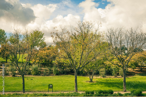 landscape of green park in springtime with flowering trees and green greenery