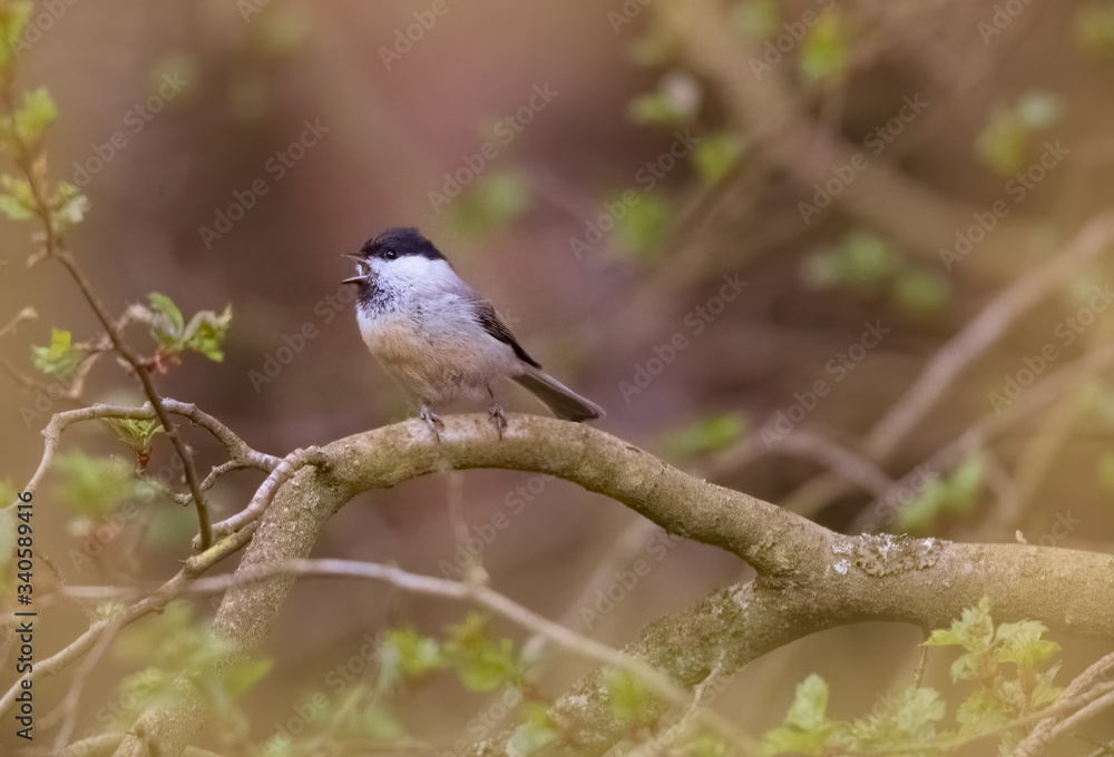 Marsh Tit (Poecile palustris). Bird on a branch Marsh Tit (Poecile palustris). Bird on a branch