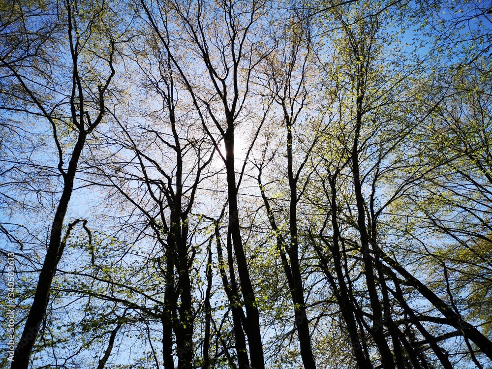 Wanderung Wald Frühling Mariatrost Graz Wanderung Wald Frühling Mariatrost Graz