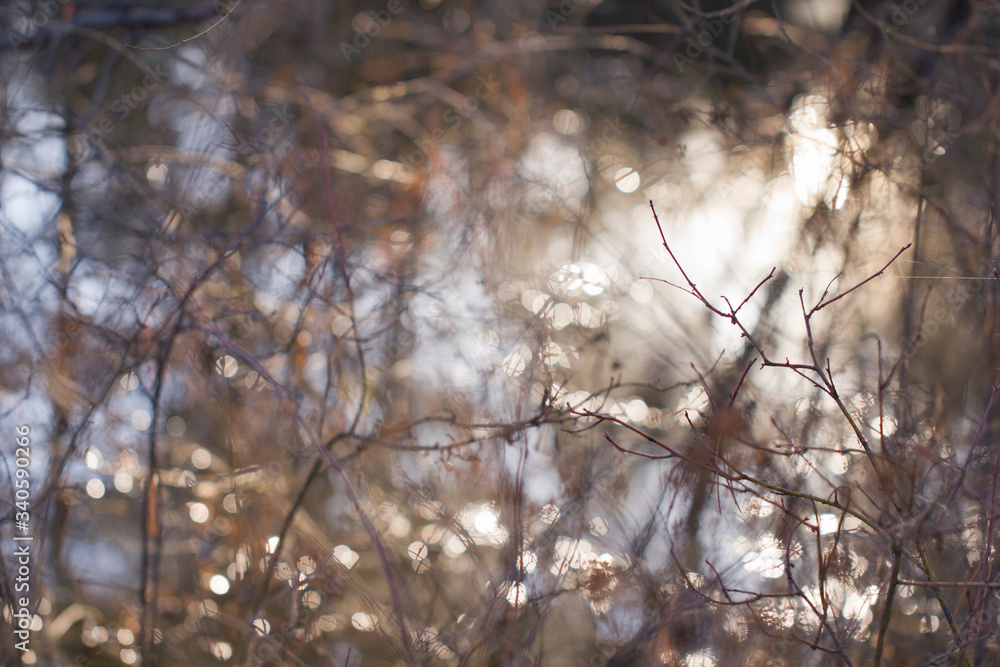 Thin fragile leafless twigs on the background with bright highlights in the natural environment close-up. Spring landscape of shrubs on a background glowing from the sun. Thin fragile leafless twigs on the background with bright highlights in the natural environment close-up. Spring landscape of shrubs on a background glowing from the sun.