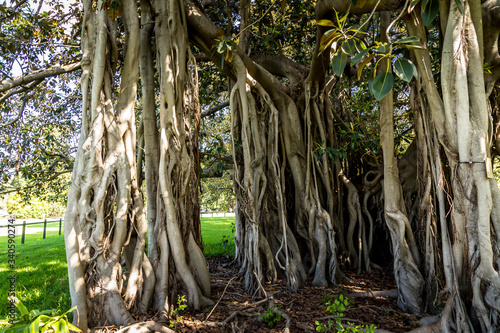Photography An old tree in the Royal Botanic Garden of Sydney, New South Wales in Australia park not far away of the opera house as life went back after the bush fires