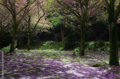 桜が散る森