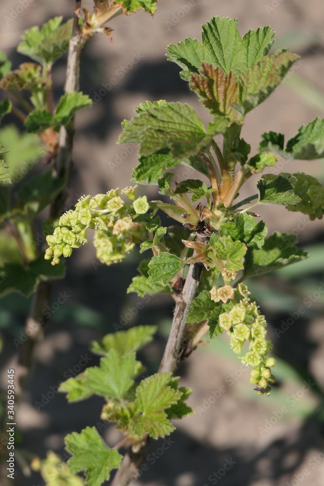 Fototapeta premium Blüte der roten Johannisbeere