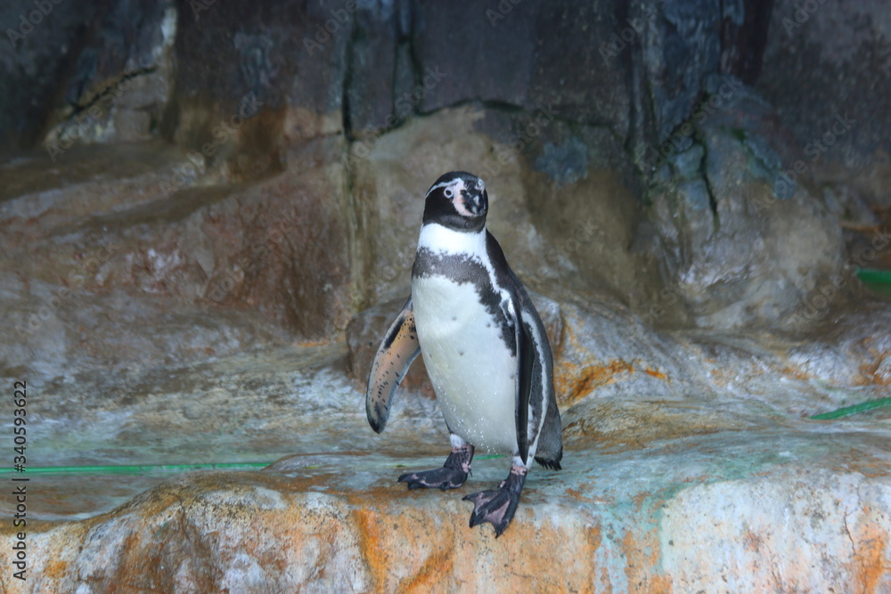 Fototapeta premium black and white penguins walk on stones