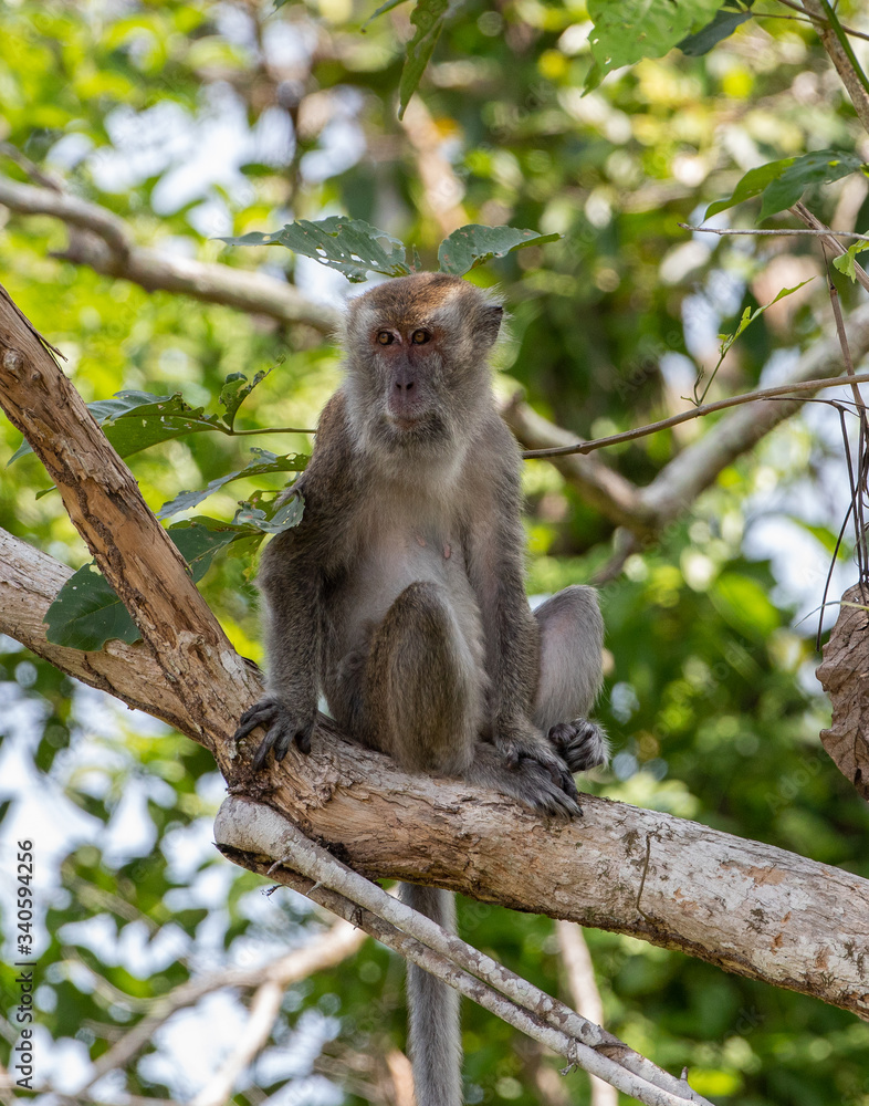 Long Tail macaque sitting on a tree looking away from camera Long Tail macaque sitting on a tree looking away from camera