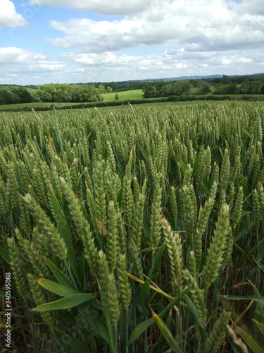 green wheat field