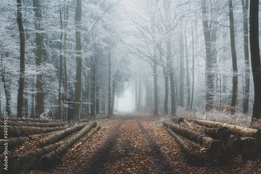 Obraz premium frozen branches in the forest