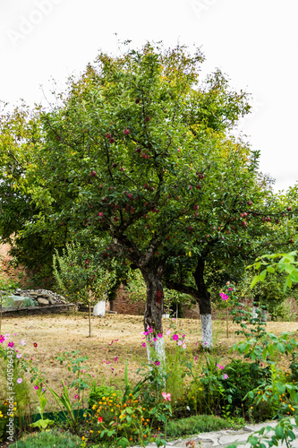 The courtyard with apple trees and flowers surrounded by an old brick wall.