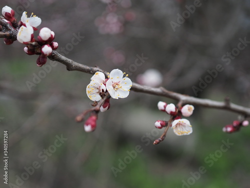 Blossom tree over nature background Spring flowers Spring Background, sakkura bloom photo