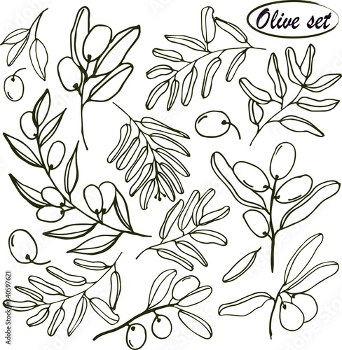 Olives set of elements with olive branches and fruits for Italian, greek or turkish cuisine design or extra virgin oil food or cosmetic product packaging wrapper. Hand drawn Illustration in vector.