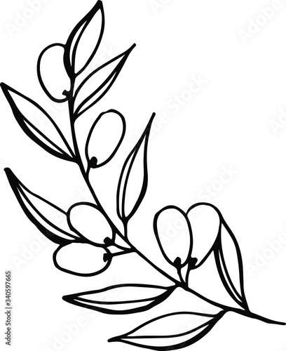 Olive branche and fruits for Italian cuisine design or extra virgin oil food or cosmetic product packaging wrapper. Hand drawn single Illustration in vector.
