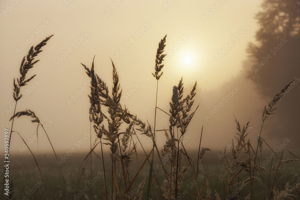 The grass in the light of the rising sun The grass in the light of the rising sun