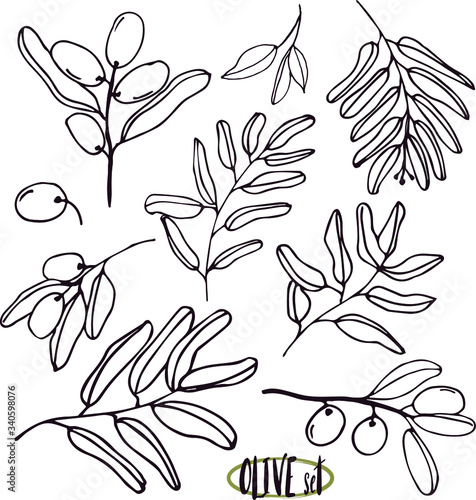 Olives set of elements with olive branches and fruits for Italian, greek or turkish cuisine design or extra virgin oil food or cosmetic product packaging wrapper. Hand drawn Illustration in vector.